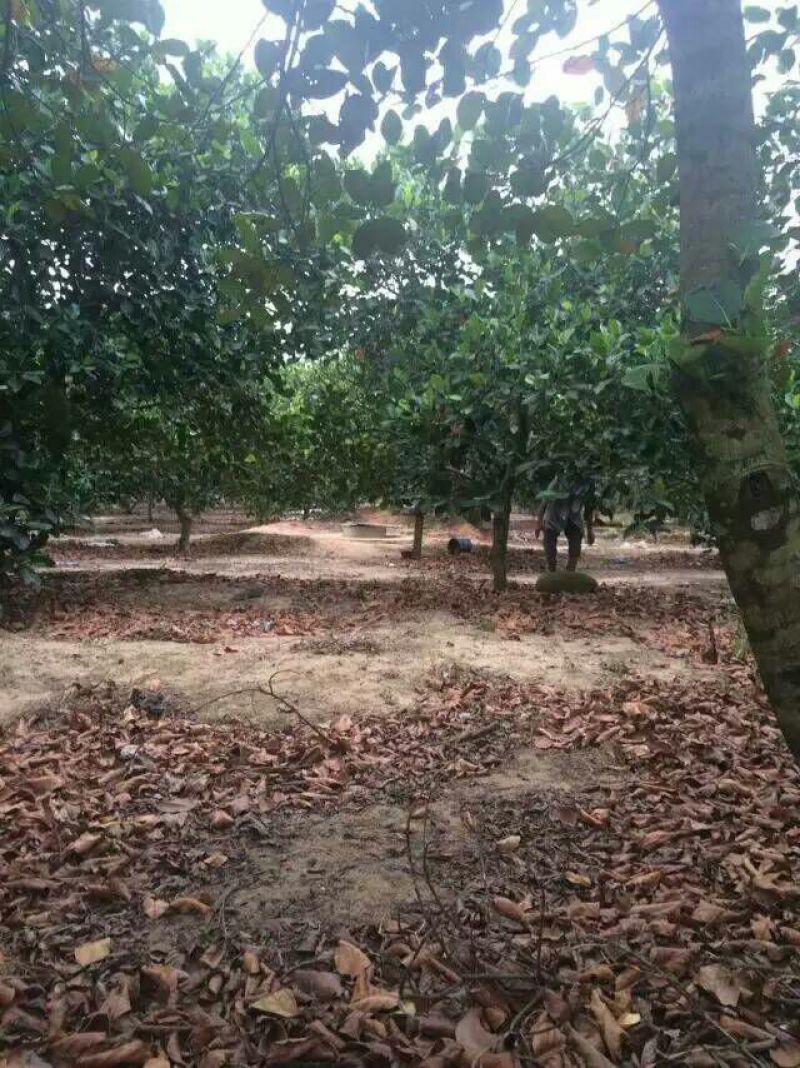 菠萝蜜10~20公斤档口批发电商代发