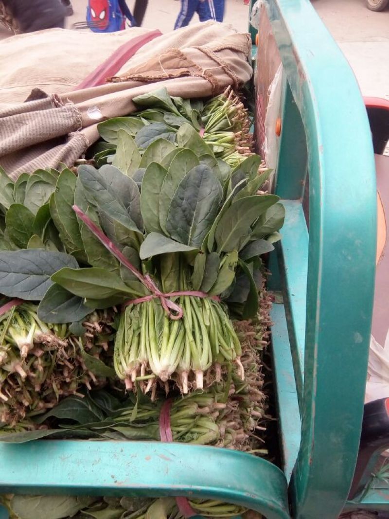 全能菠菜20~25厘米