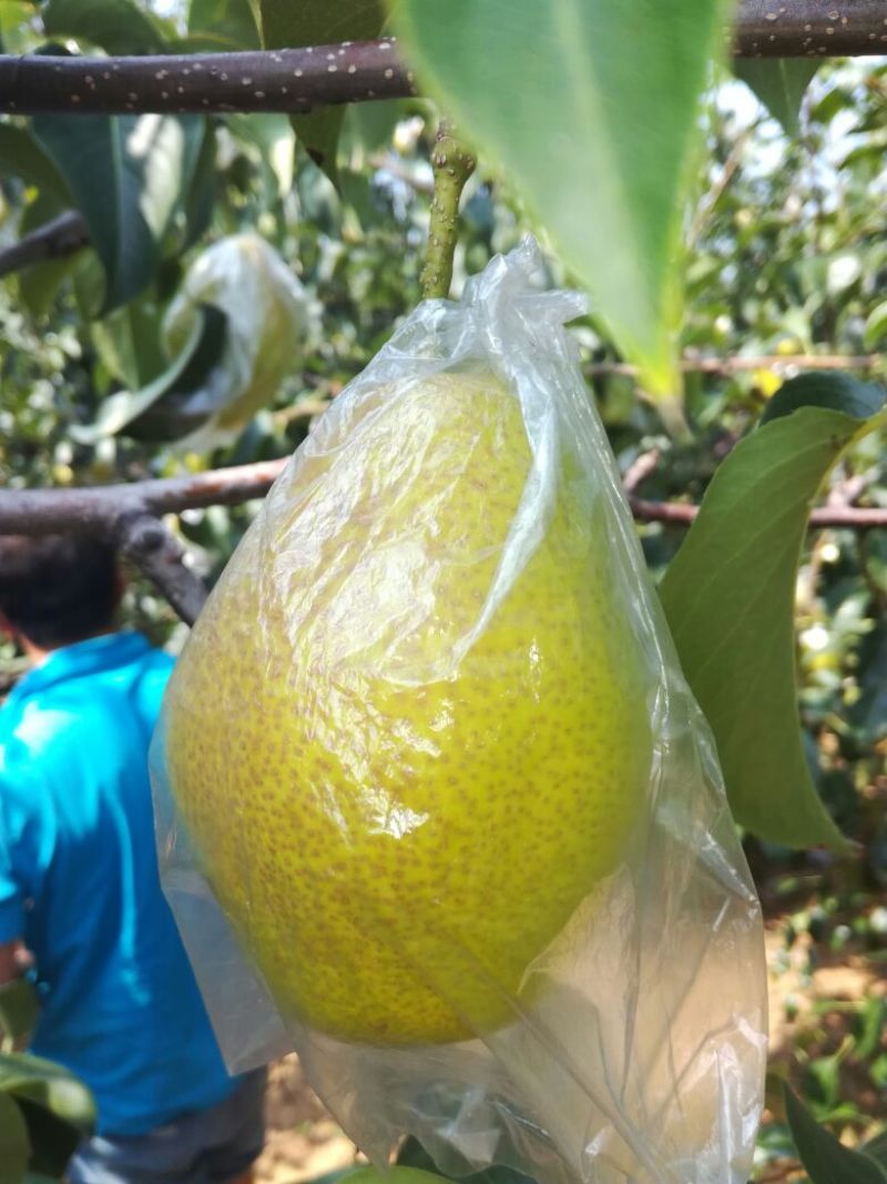 美人酥膜袋