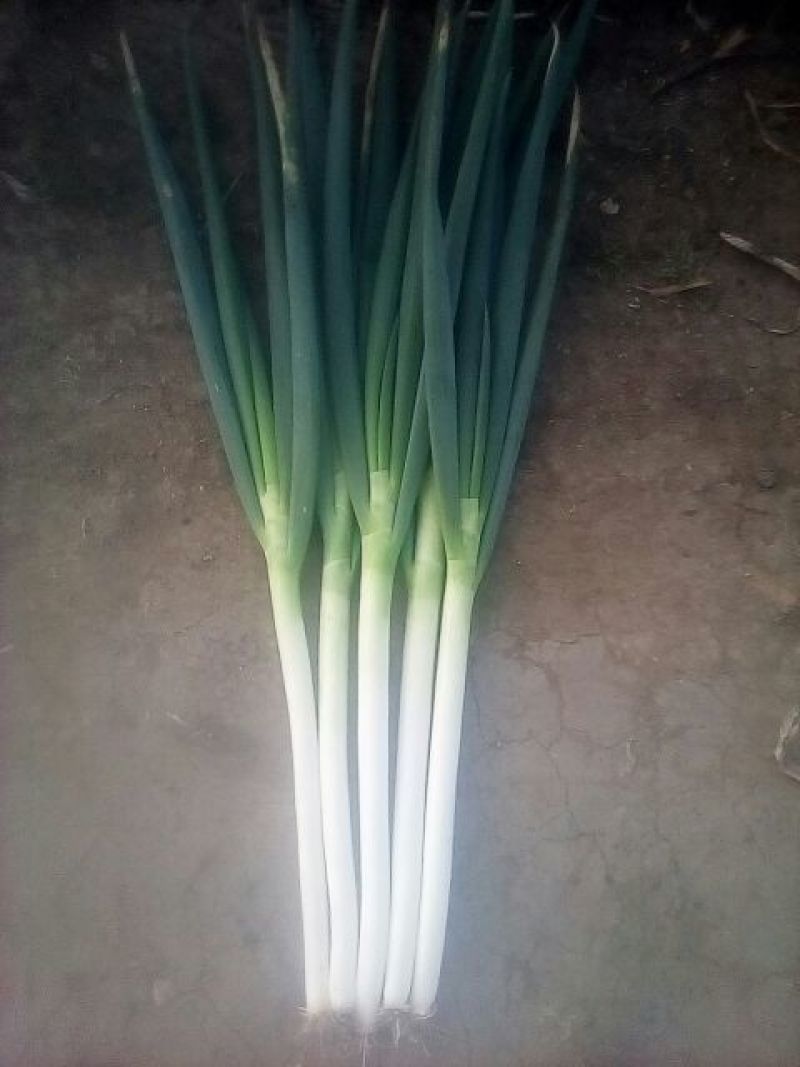 铁杆大葱30~40cm毛葱2cm左右
