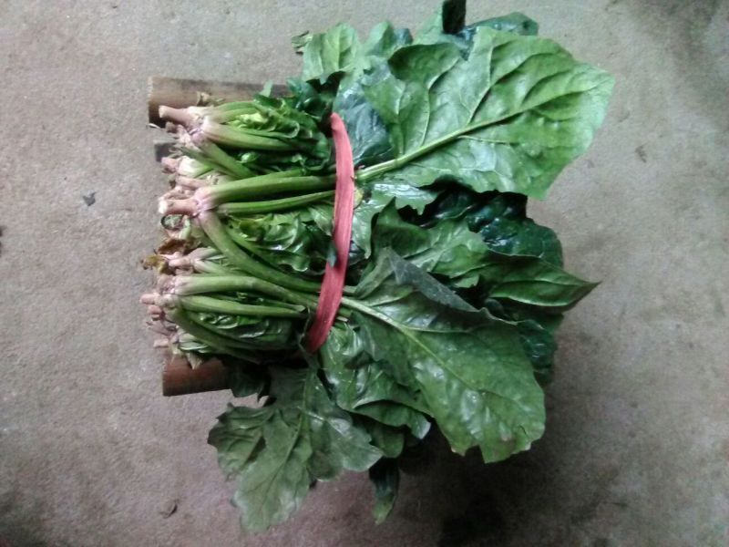 大叶菠菜15~20厘米