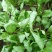 越冬菠菜25~30厘米