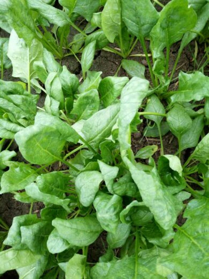 越冬菠菜25~30厘米