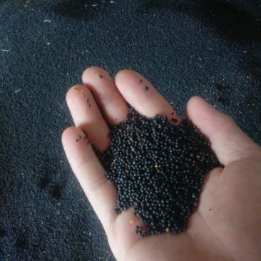 油菜籽荆门市油菜籽