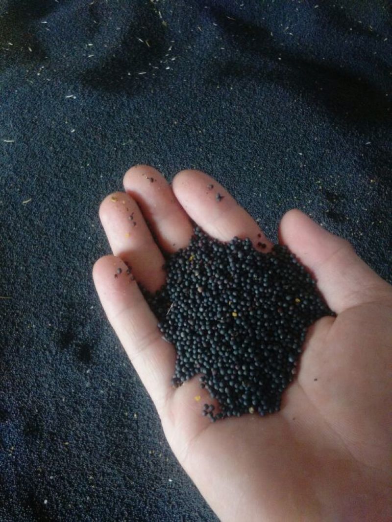 油菜籽荆门市油菜籽