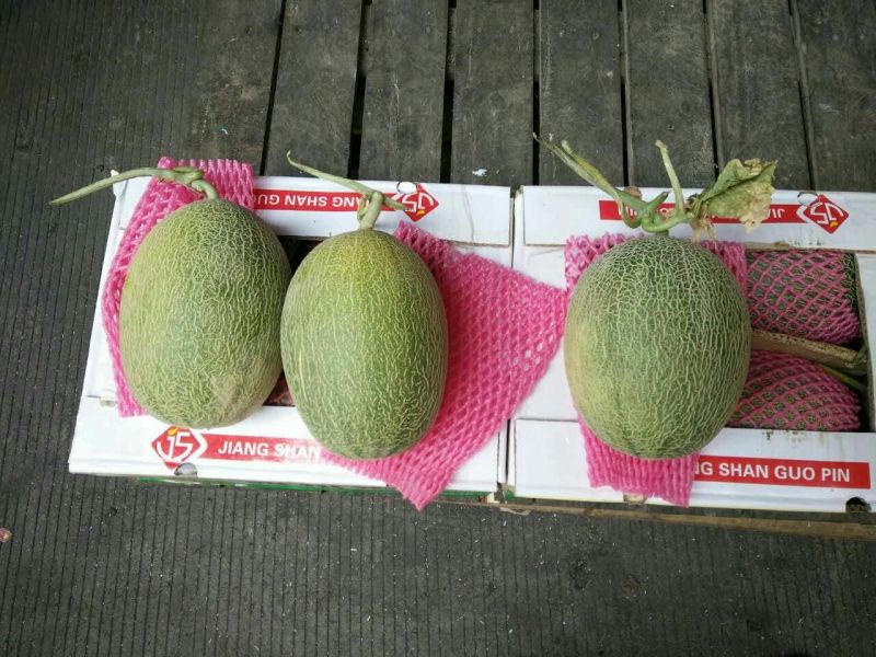 西州蜜瓜2斤以上椭圆形