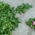 越冬菠菜15~20厘米