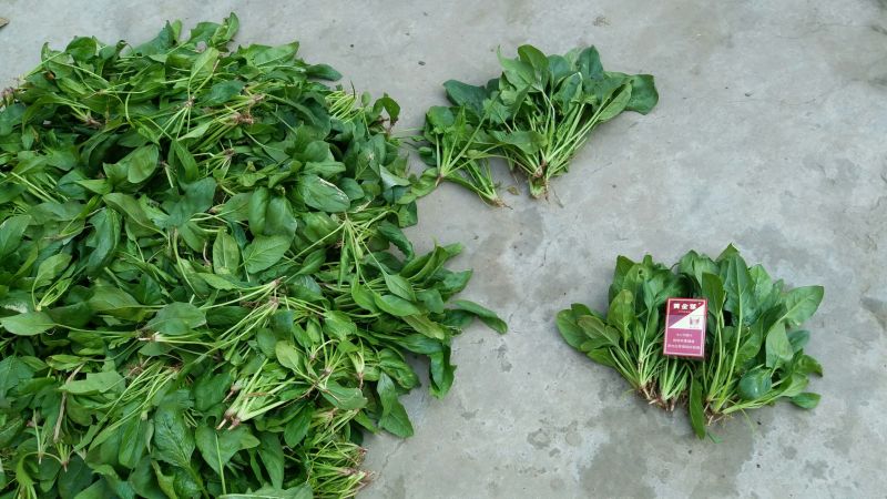 越冬菠菜15~20厘米