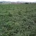 黑美人西瓜6斤打底8成熟1茬