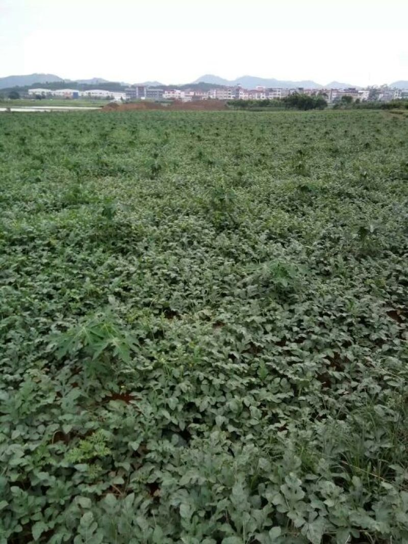 黑美人西瓜6斤打底8成熟1茬
