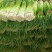 白帽蒜薹万亩蒜苔收货市场日供货100吨架子库遇冷