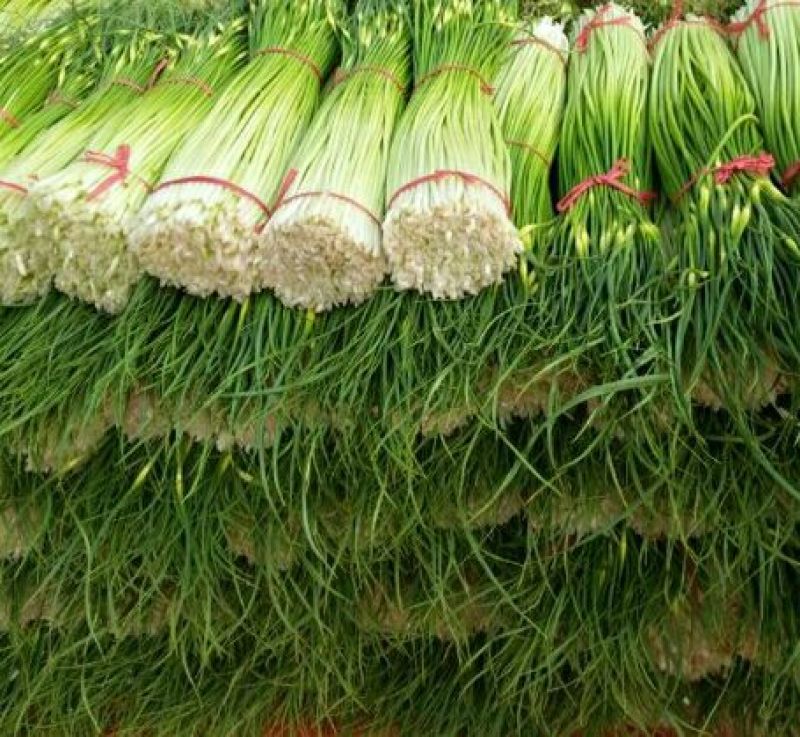 白帽蒜薹万亩蒜苔收货市场日供货100吨架子库遇冷