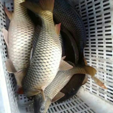 池鲤鱼