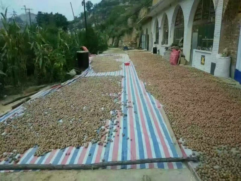 核桃去皮干