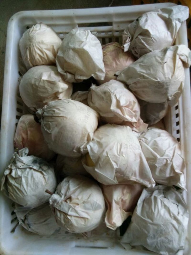 砀山梨60~100g纸袋