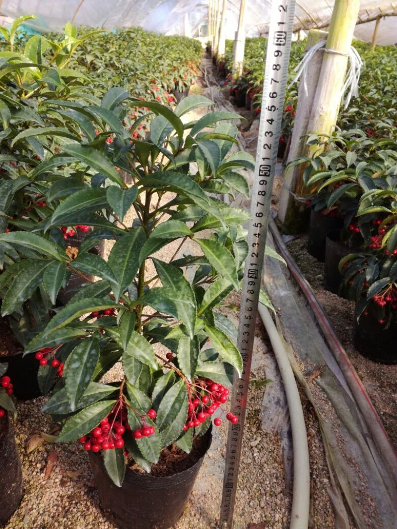 富贵籽50~80cm