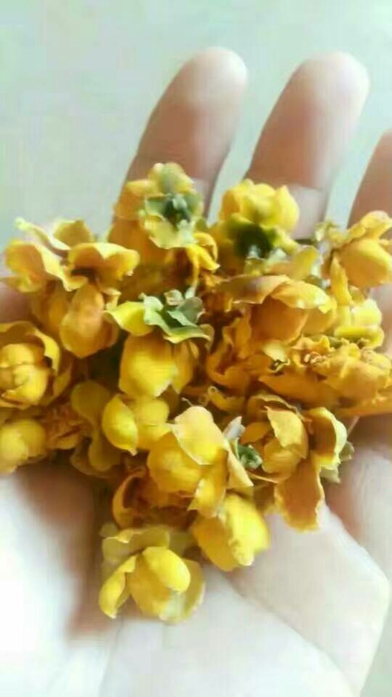 金花茶叶一级