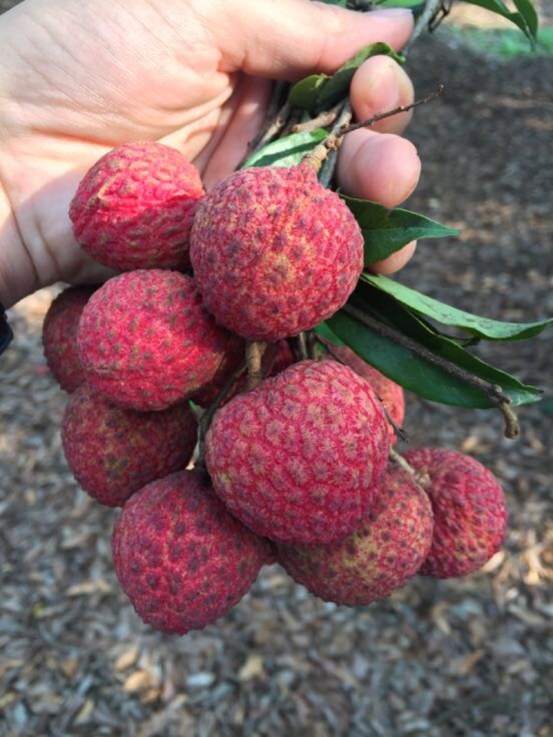 糯米糍荔枝