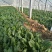 小叶菠菜20~25厘米
