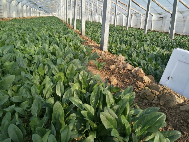 小叶菠菜20~25厘米