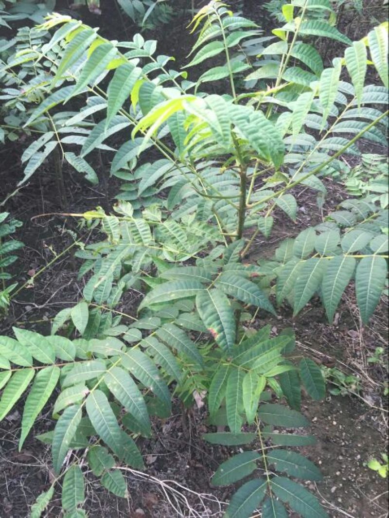 香椿苗80cm以上大棚