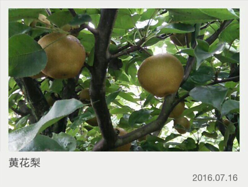 黄花梨光果湖北沙梨基地