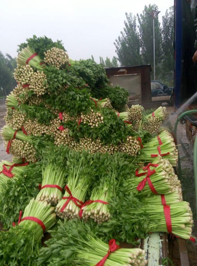 万亩芹菜基地，55cm以上可拔根，可打捆，质量好，供应