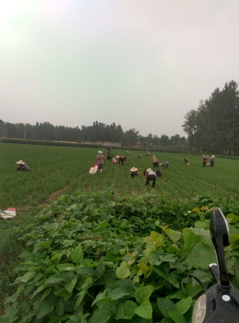 韮苔30cm以上