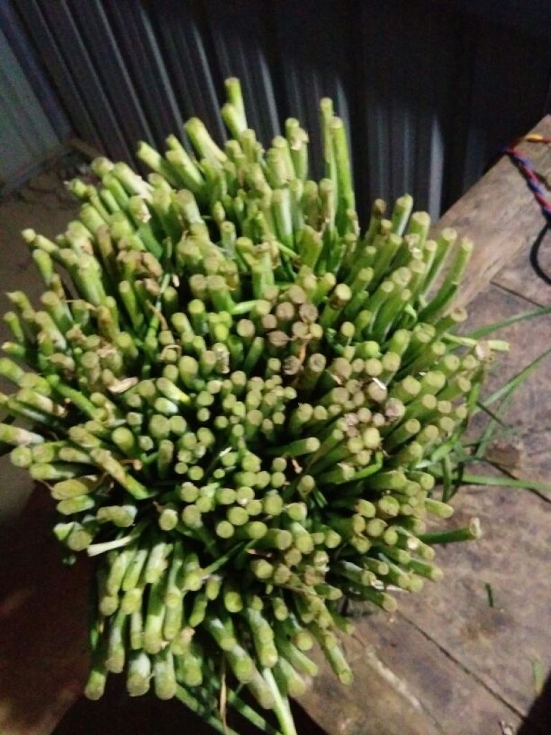 平韭6号韭菜二茬