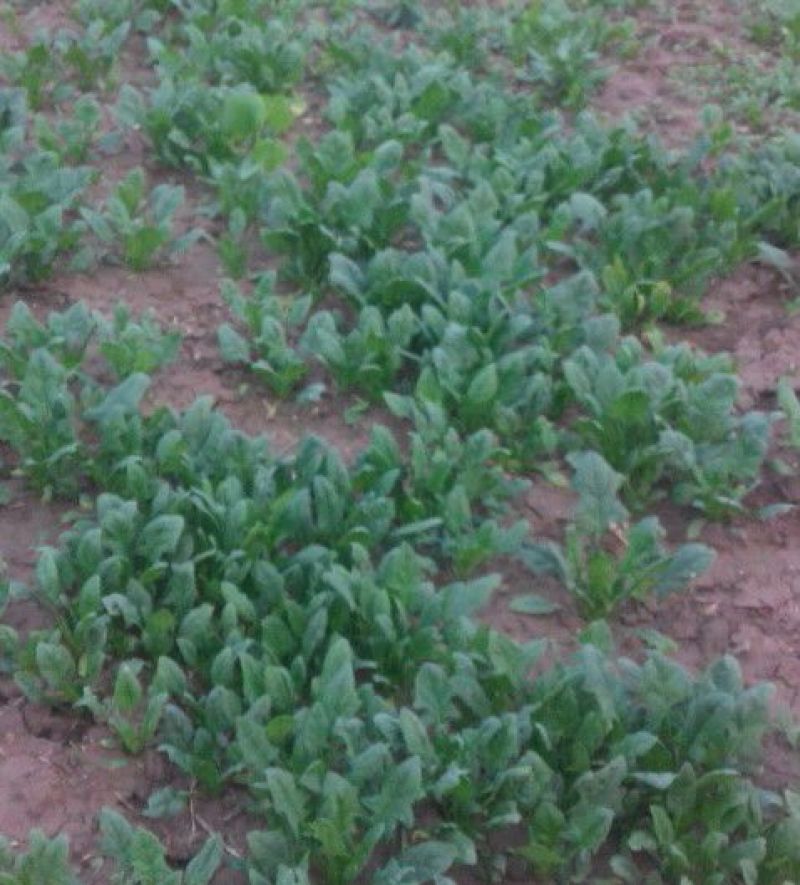大叶菠菜20~25厘米
