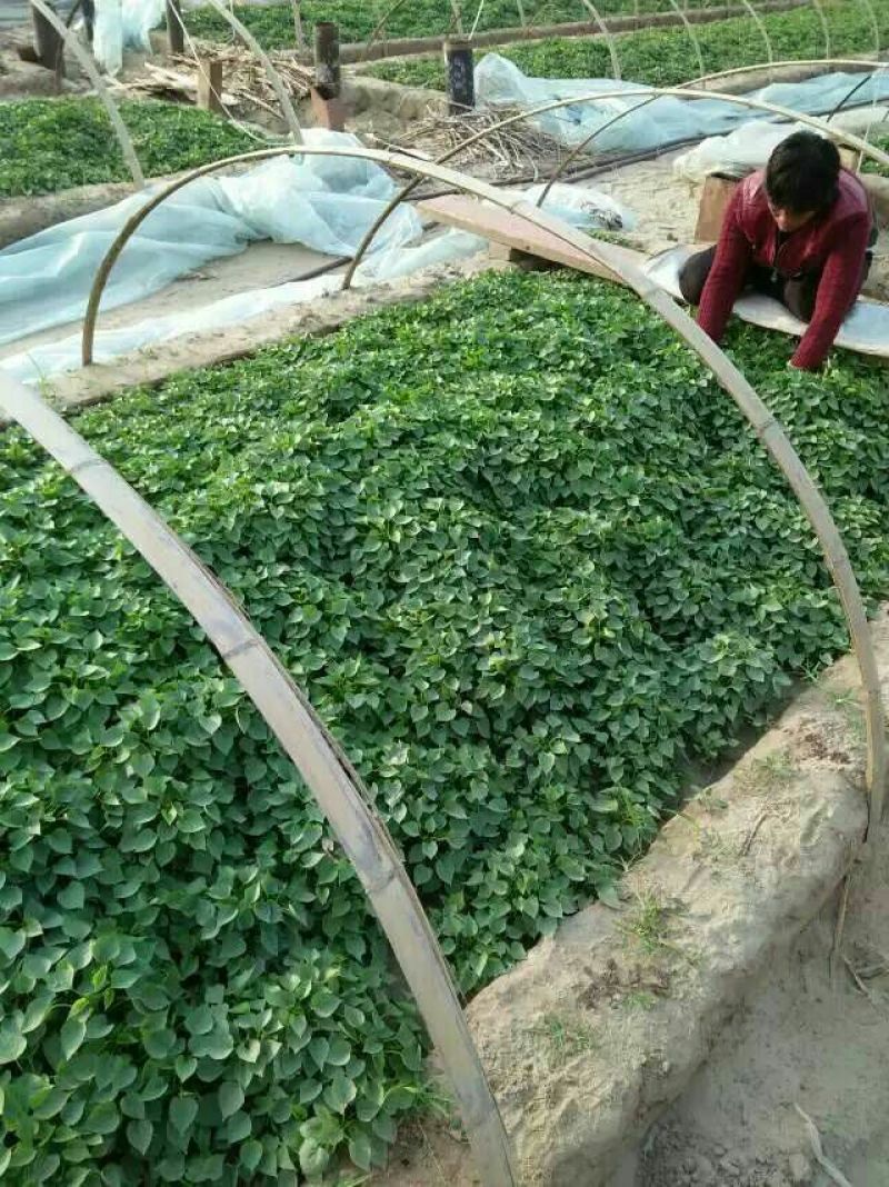 脱毒红薯苗，西瓜蜜，蜜薯苗，日本红瑶，甜蜜丝滑，榴莲蜜薯