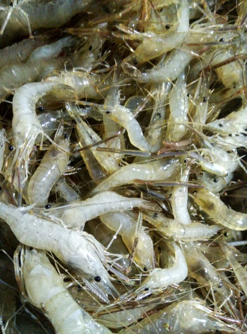 河虾活虾26~30只/kg