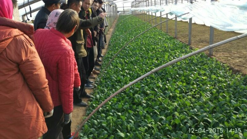 小叶茼蒿