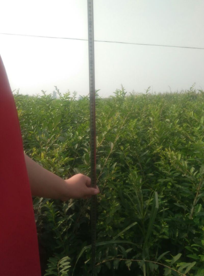水腊50~80cm