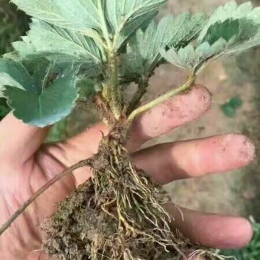 甜宝草莓苗10~20cm
