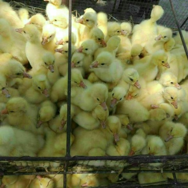 皖西白鹅苗250g以下
