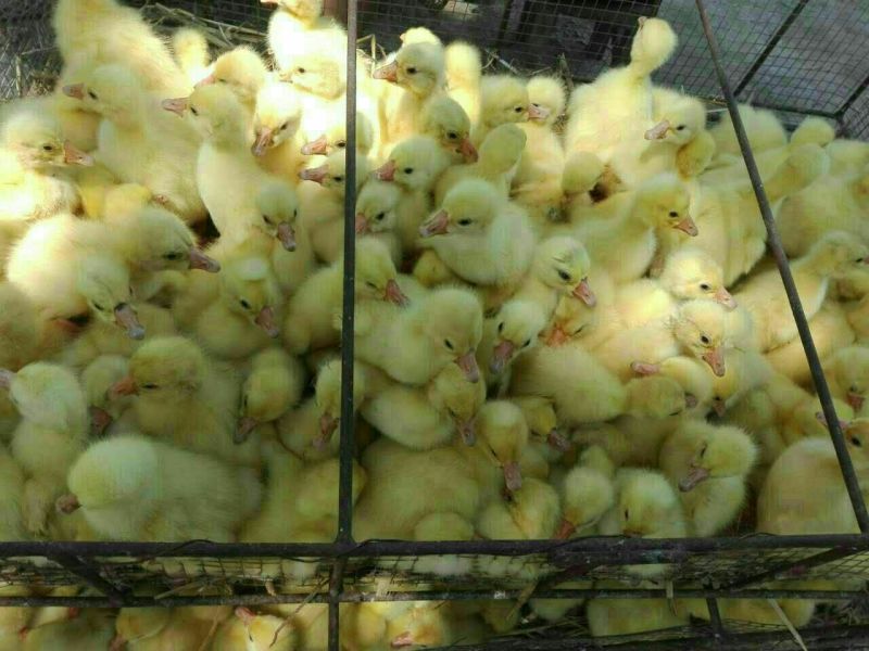 皖西白鹅苗250g以下
