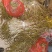铁皮石斛盆花