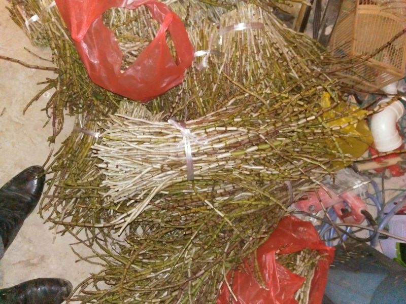 铁皮石斛盆花