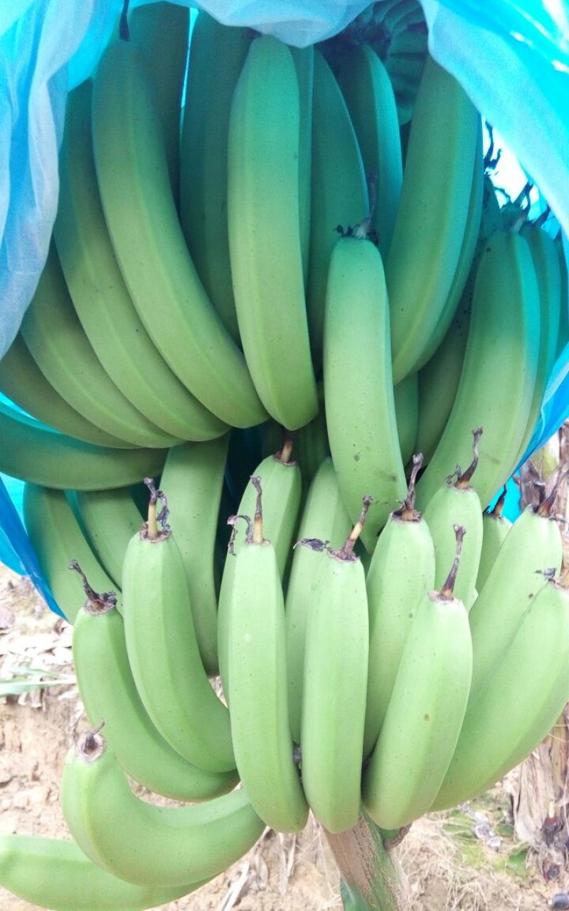 广东香蕉2号七成熟