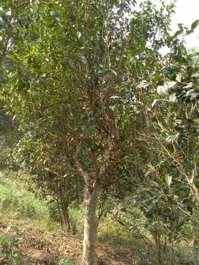 普洱茶