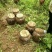 纯粮酒散装20公斤/桶