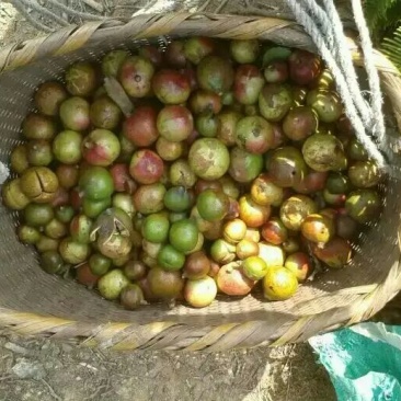 茶树油