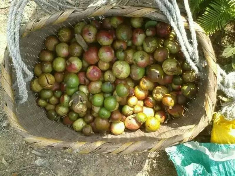 茶树油