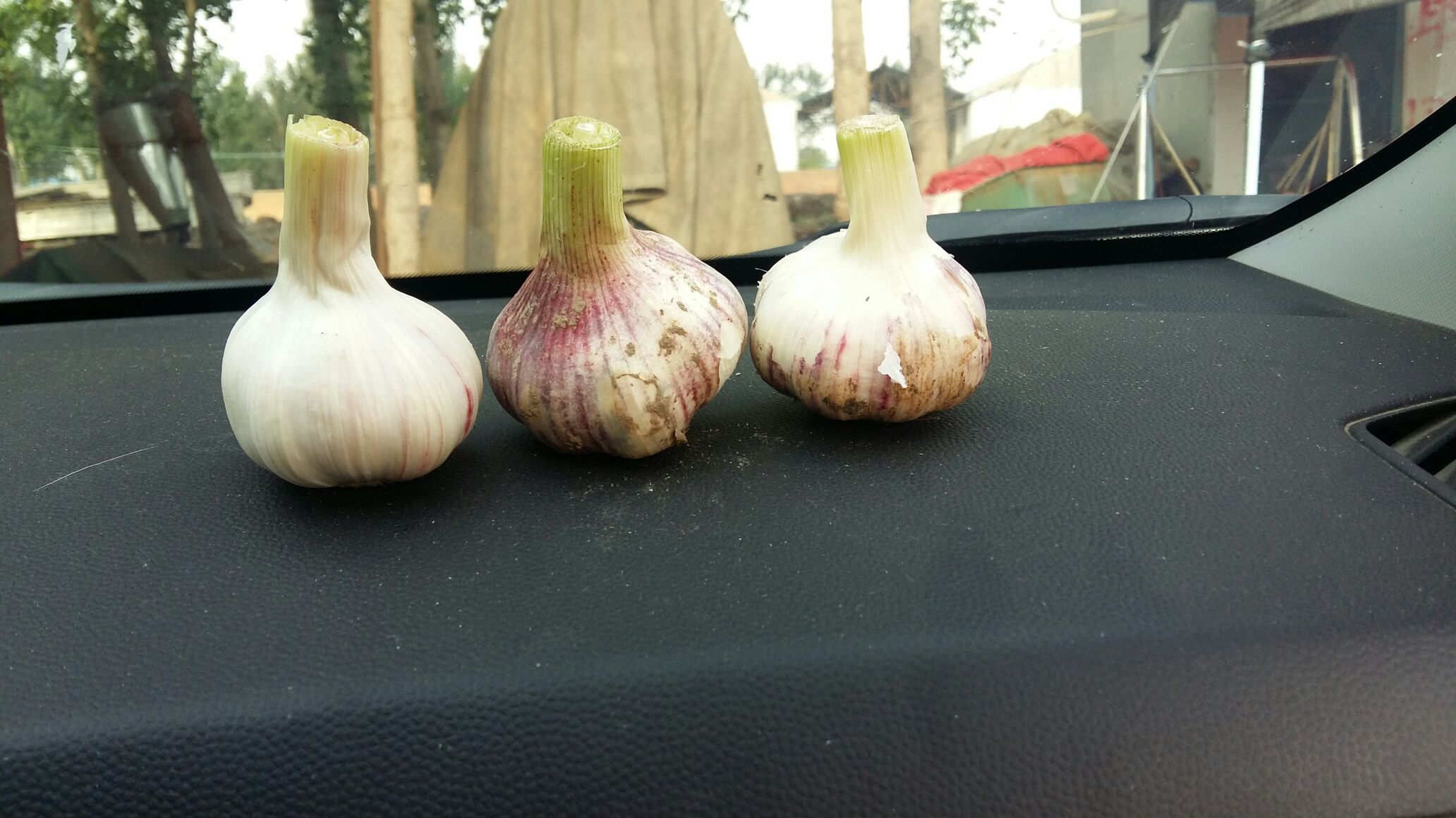 河南郑州市中牟县大蒜 5.5~6cm批发_张明伟供