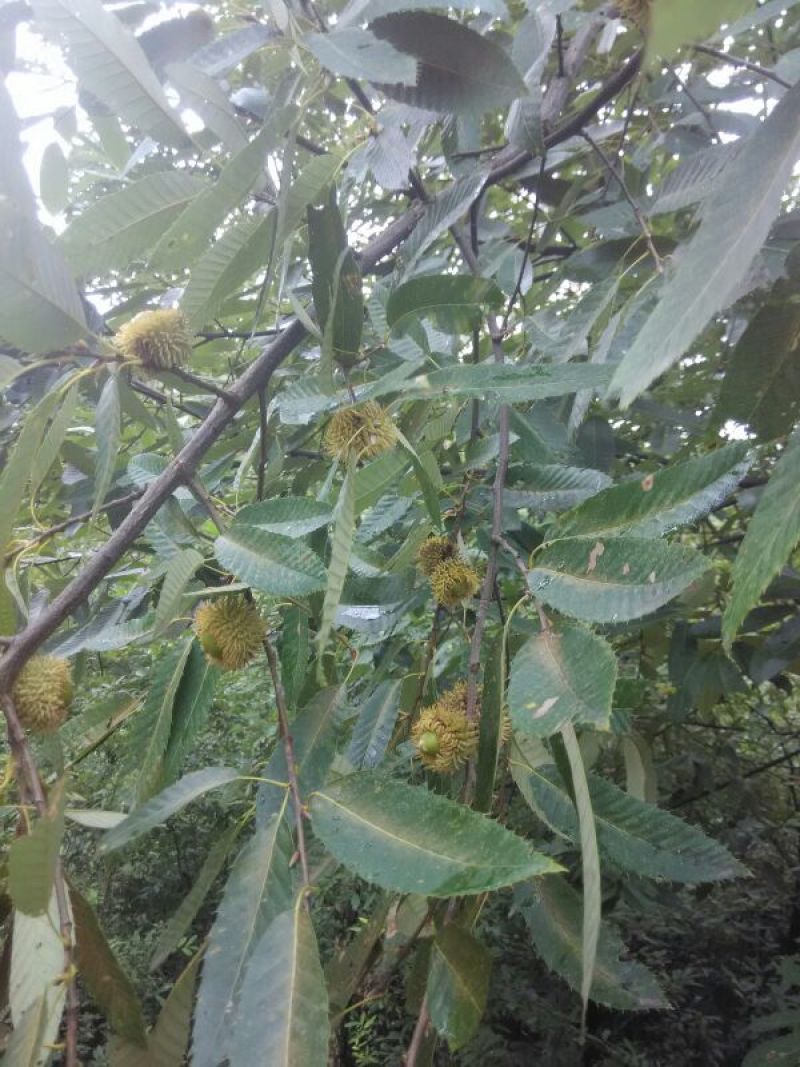 河南橡实大小均匀自然风干产地直发品质保证量大优惠