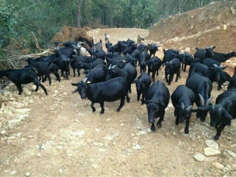 普通羊肉山羊肉否带骨