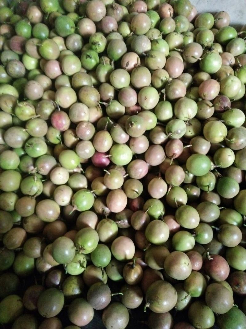 百香果紫果50~60g