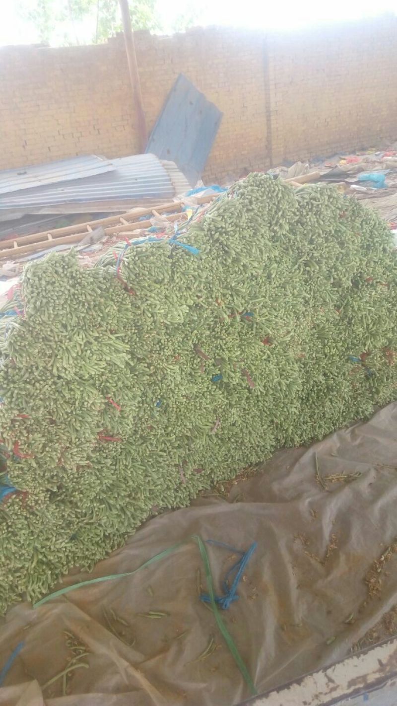 精品长豆角，大量上市，货源充足，质量很好，提供各种包装