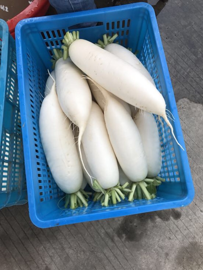 301白萝卜